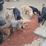 Sacrificaban perros para consumo humano en Oaxaca