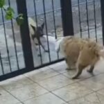 Perrito callejero se volvió viral al robarle su suéter a otro que se encontraba en su casa
