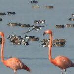 Dos flamencos habitan el Lago de Texcoco desde hace 15 años; un tercero llegó en 2024