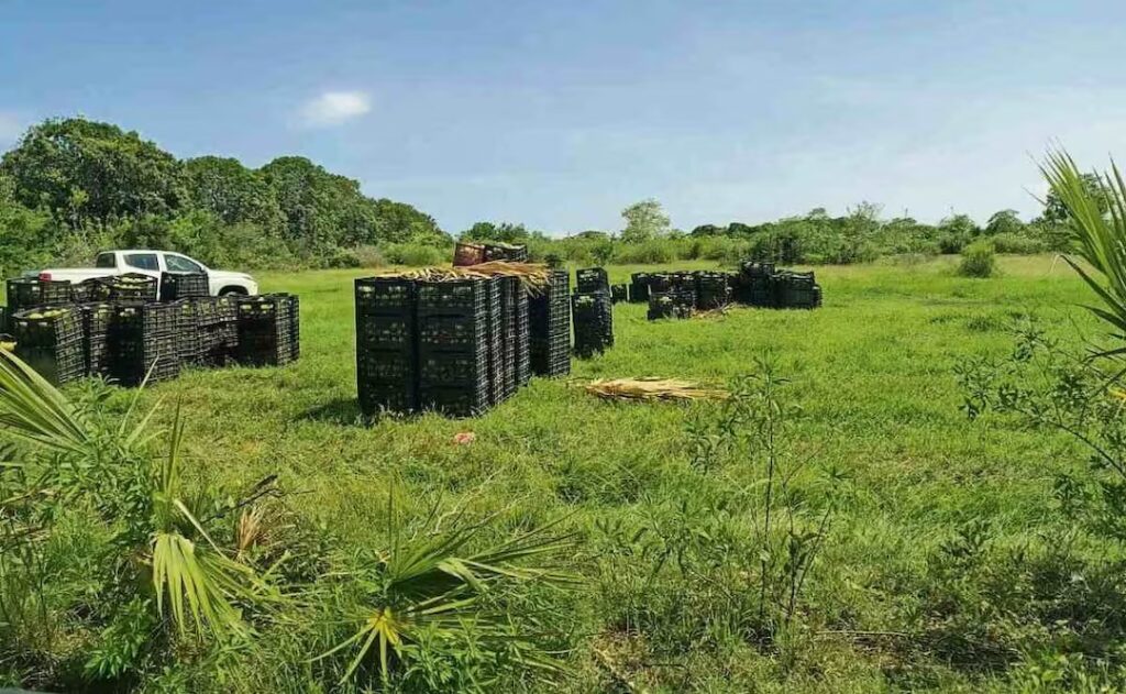 Roban a la Marina 22 toneladas de mango
