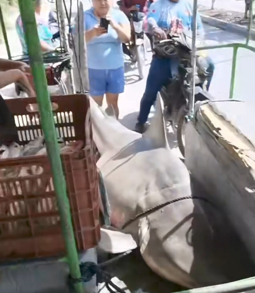 Capturan tiburón en plena ría de Celestún