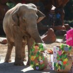 Trompita, la elefanta rescatada de un circo, celebra su cumpleaños 65