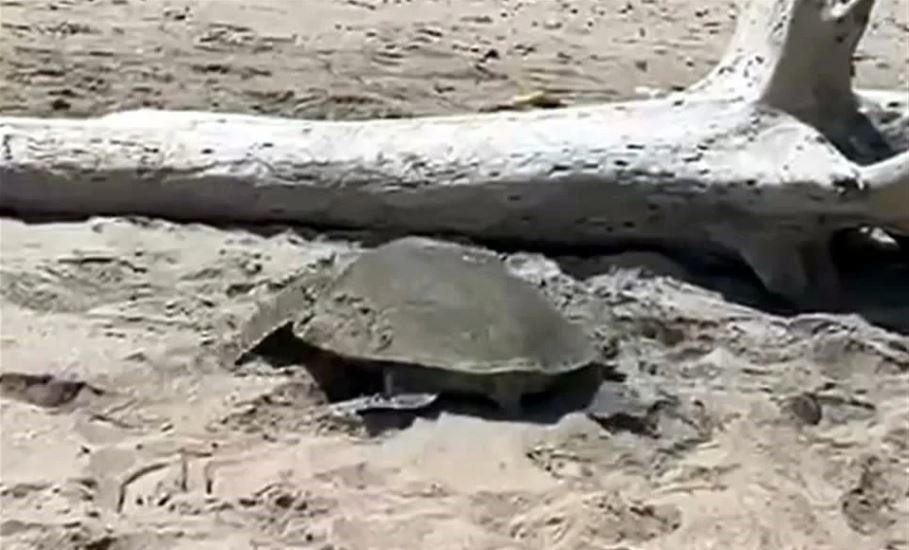 Arriban tortugas a playas de Tamaulipas en medio de derrame