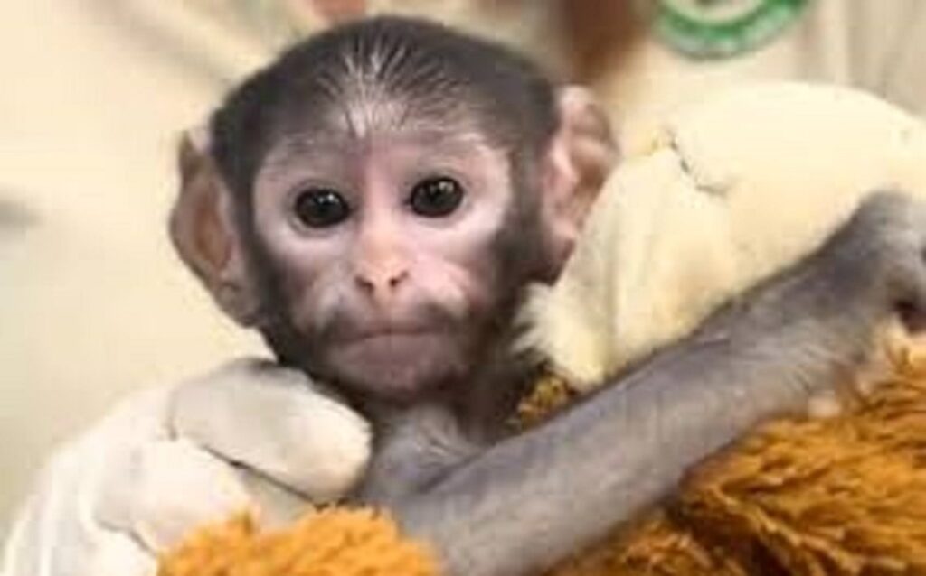 Conoce a «Punch mexicano», el mono bebé que conmueve a las redes sociales