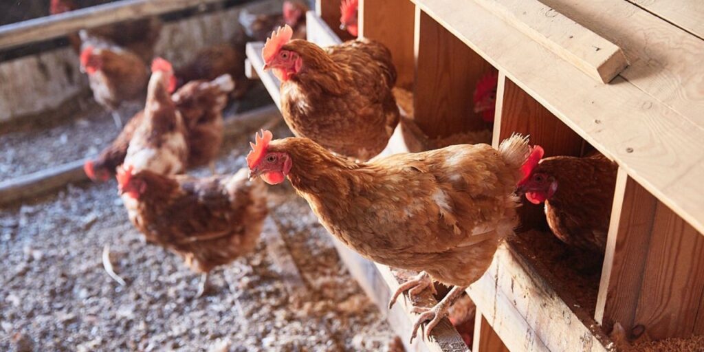 Avicultores trabajan para que Estados Unidos declare a Sinaloa libre de gripe aviar