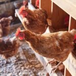 Avicultores trabajan para que Estados Unidos declare a Sinaloa libre de gripe aviar