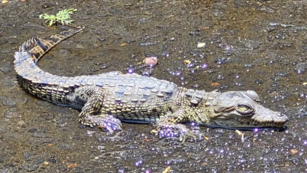 Hallan cocodrilo en coladera de Coyoacán; vecinos alertaron la presencia del ejemplar en Culhuacán