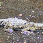 Hallan cocodrilo en coladera de Coyoacán; vecinos alertaron la presencia del ejemplar en Culhuacán