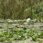 Conagua alista embarcación para retirar lirio en la presa Endhó, en Hidalgo; buscan frenar al mosquito Culex