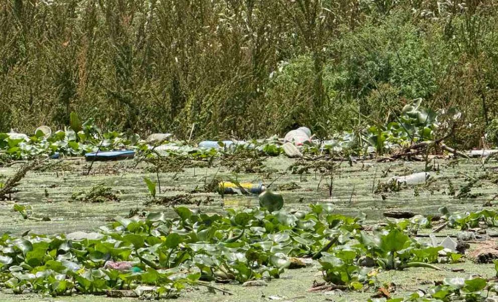 Conagua alista embarcación para retirar lirio en la presa Endhó, en Hidalgo; buscan frenar al mosquito Culex