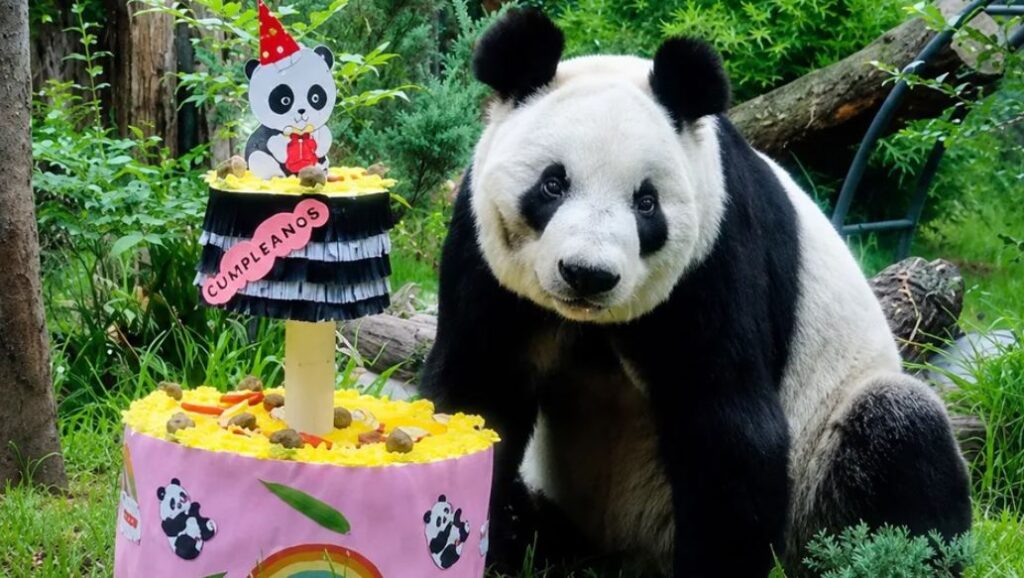 La panda Xin Xin celebrará su cumpleaños número 36