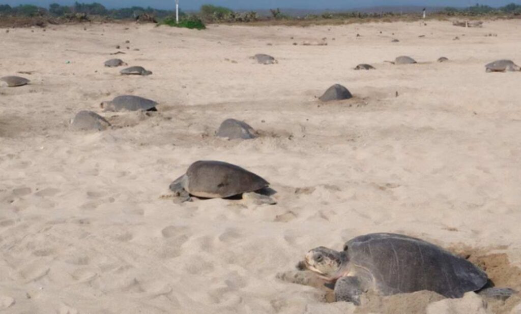 Vigila Profepa arribo de 21 mil tortugas golfinas en Oaxaca