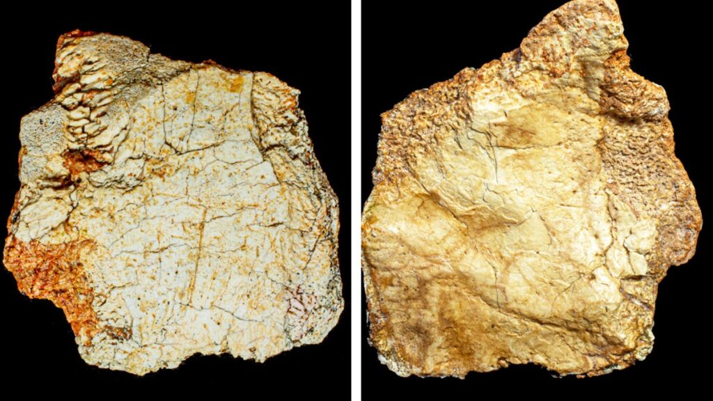 Hallan fragmento de cráneo humano de más de 200 mil años en España