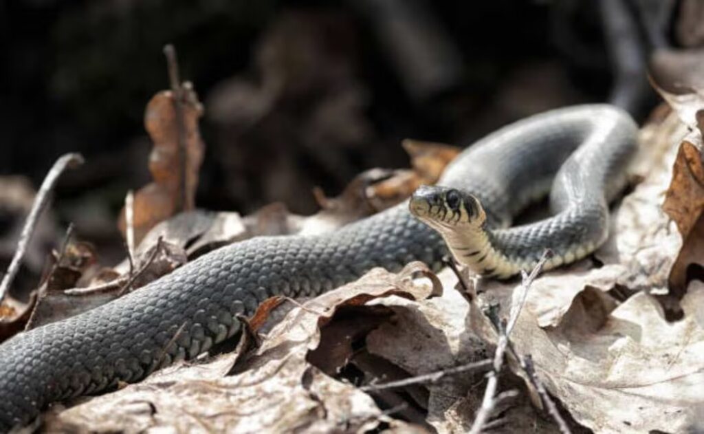 Fallecen tres estudiantes tras ataque de una serpiente en internado de India