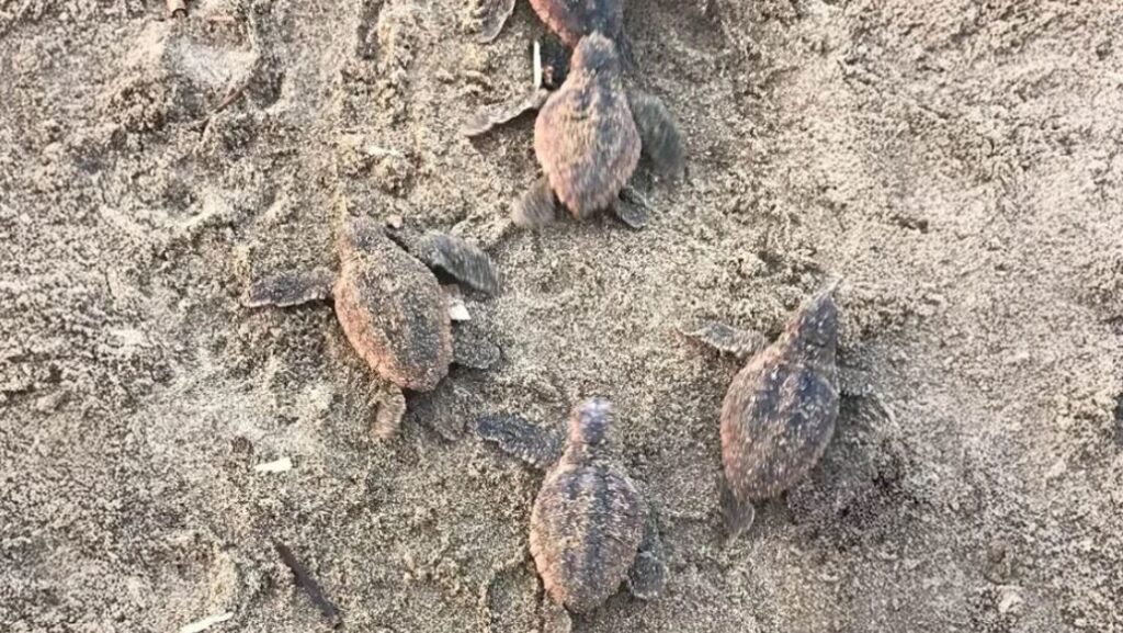 Registran por primera vez nacimiento de tortuga caguama en Catemaco; liberan 88 crías