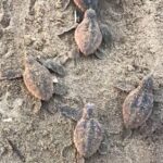 Registran por primera vez nacimiento de tortuga caguama en Catemaco; liberan 88 crías