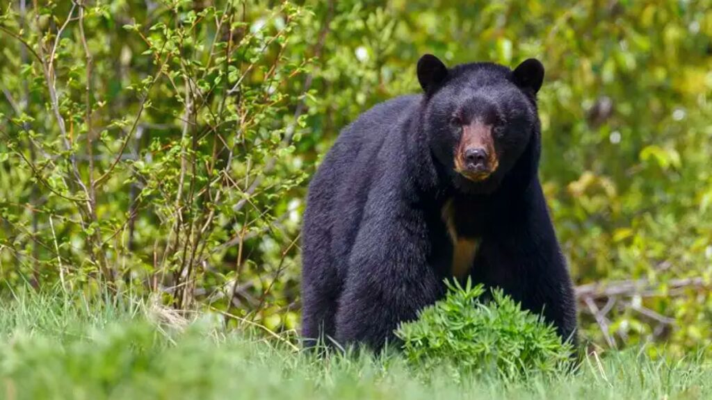 Oso negro entra a vivienda y hiere a hombre en Nuevo León