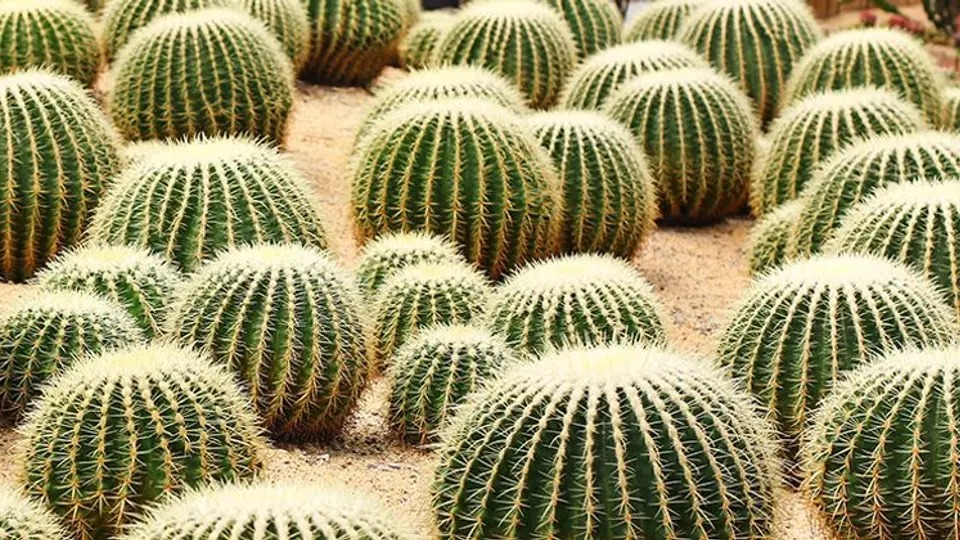 Multa de más de 300 mil pesos por usar este ingrediente en el chile en nogada
