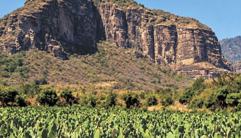 Producción agrícola en Morelos: líder nacional en cinco cultivos